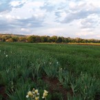 PA180436 -  Mooiplaas Fields - prior to peak flowering season 